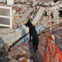 Rescue_LaPiota_K9Solution Rescue_LaPiota_K9Solution