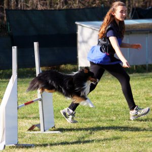 agility dog