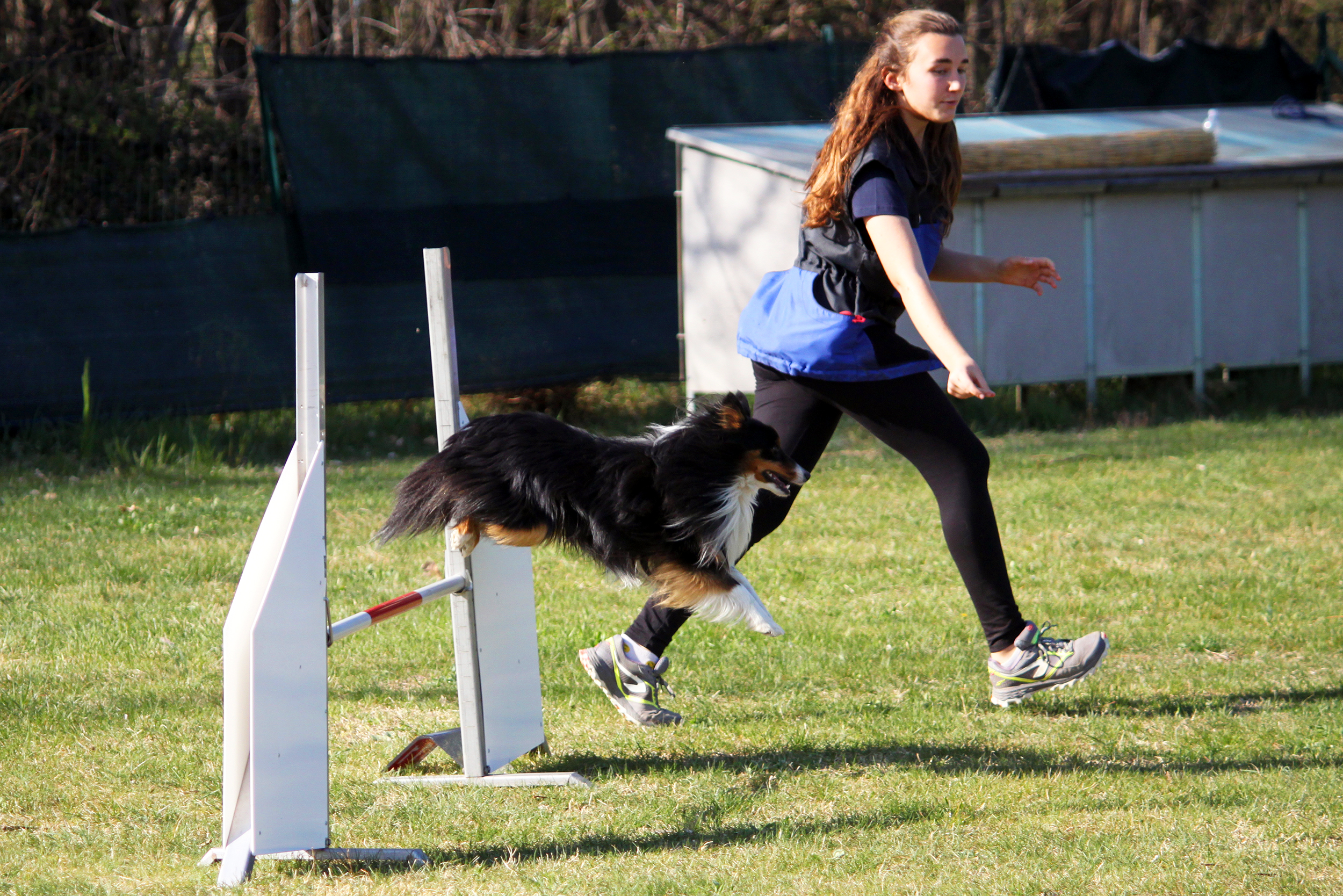 agility dog