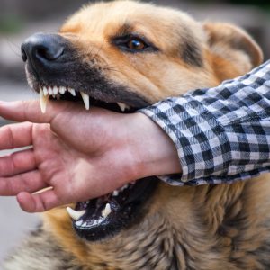 A male German shepherd bites a man by the hand.